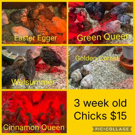 Chicks and 6 week pullets 1