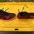 Nice used Nike, Air Jordan, red and black tennis shoes 1 thumbnail