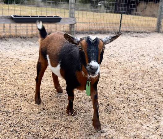 Nigerian Dwarf Doe 1