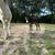 Stud Donkey 5 thumbnail