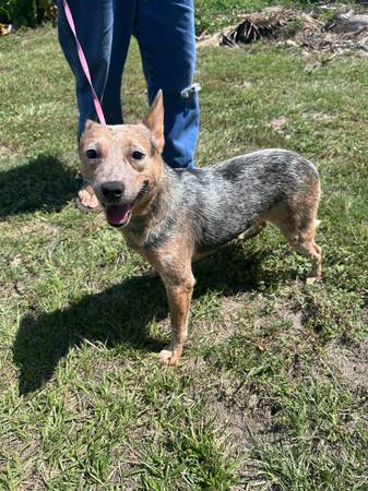 Free, need home (Lady Lake)63687883048067123
