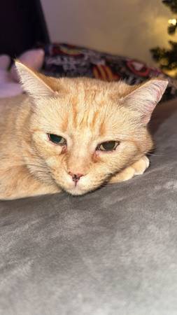 Loving Cat in need of home (Globe)63967288872706120
