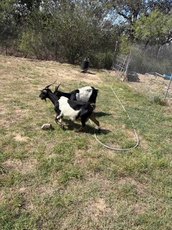 Nannie Goats 1
