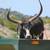 Animal Keeper At Alpine Acres Sanctuary Farm 12 thumbnail