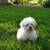 Pet Related Housing Issues? Pet / Sitting / Boarding short/long term 12 thumbnail