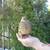 Quails, Fertilized Hatching Quail Eggs of multiple rare colors 8 thumbnail
