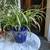 Spider Plant w/ Several Flowering Sprigs  in Blue and White Ceramic 1 thumbnail