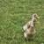 Ducks 2 thumbnail