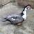 Muscovy ducks 2 thumbnail