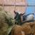 Proven MDGA Mini Lamancha buck 2 thumbnail