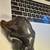 Stone Carved Bear with Salmon – Black & Green Stone Sculpture – 5” 3 thumbnail
