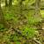 Marinette County Hardwood Forest North of Crivitz 9 thumbnail