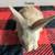 Rabbits 4 thumbnail
