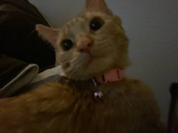 FEMALE KITTEN IN NEED OF A HOME! (Wheat Ridge)63921364989955120