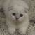 Scottish fold kitten 2 thumbnail