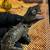 Reptiles for sale 9 thumbnail