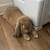 rare french lop rabbit for emergency rehoming 5 thumbnail
