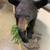 Taxidermy Full Bear Mount 2 thumbnail