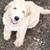 Goldendoodle 3 thumbnail