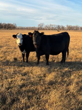 Bred heifers 1