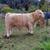 Scottish Highland Cattle 4 thumbnail