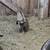 Pygmy goats 8 thumbnail