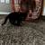 kitten female 2 thumbnail
