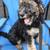 Goldendoodle puppies 2 thumbnail