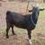 Goats available 2 thumbnail