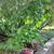 4 Maple tree starts 1 thumbnail