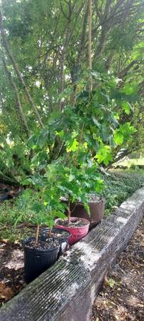 4 Maple tree starts 1