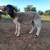 Ram Lambs 1 thumbnail