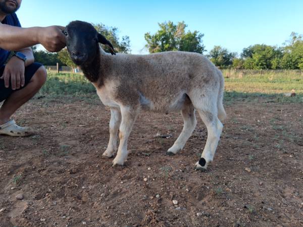 Ram Lambs 1