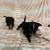 Chihuahuas 1 thumbnail