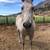 Registered Quarter Horse Gelding 3 thumbnail