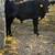Calves 3 thumbnail