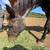 Gelding 2 thumbnail