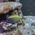 Saltwater reef fish 2 thumbnail