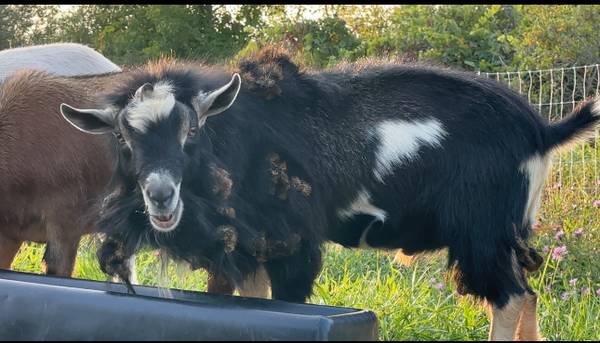 Nigerian dwarf buck 1