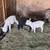 Babydoll lambs 1 thumbnail