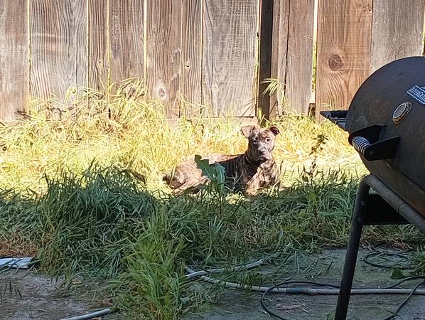 Pitt bull child (Manteca)63291831898755121