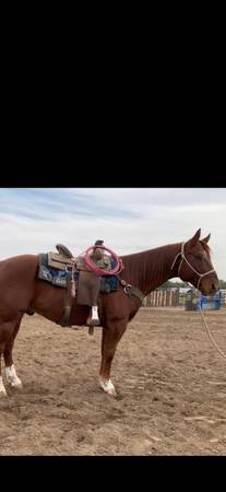 All around gelding 1
