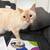 Flame point Siamese 1 thumbnail