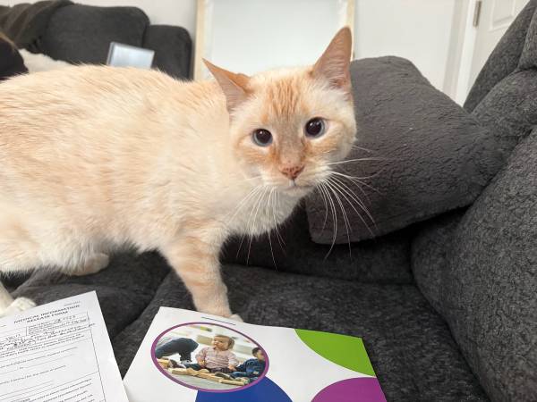 Flame point Siamese 1
