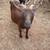 Goat, pigs for sale 6 thumbnail