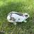 Rabbits 7 thumbnail