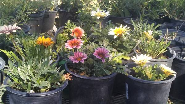 1 GALLON GAZANIA 1