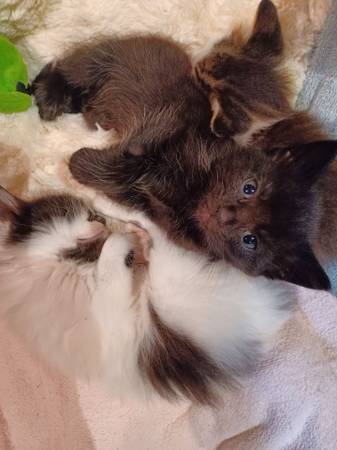 Six 6-Week Old Kittens Rehoming (Olive Branch)63416390857217121