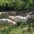 Katahdin ram lambs (and a few ewes 3 y.o.) 5 thumbnail