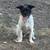 Re-homing frenchie/poodle mix 1 thumbnail